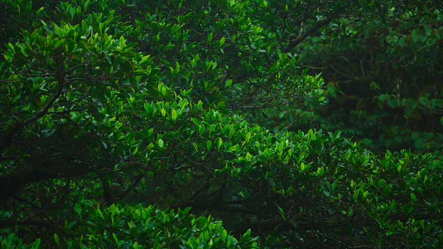 green leaves on trees