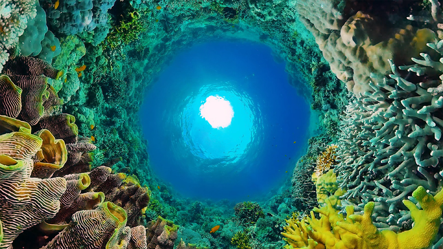 a circular coral reef and tropical fish, from the bottom up towards a sunlit surface