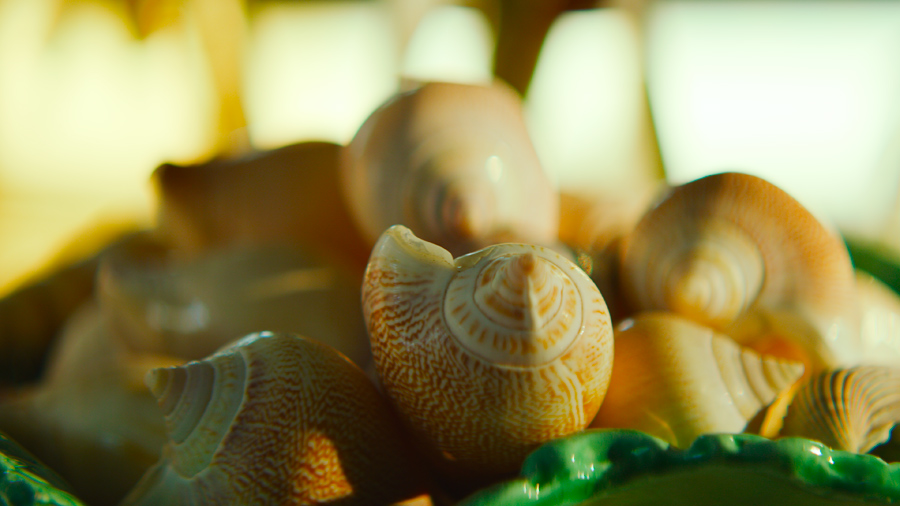 close-up of round shells