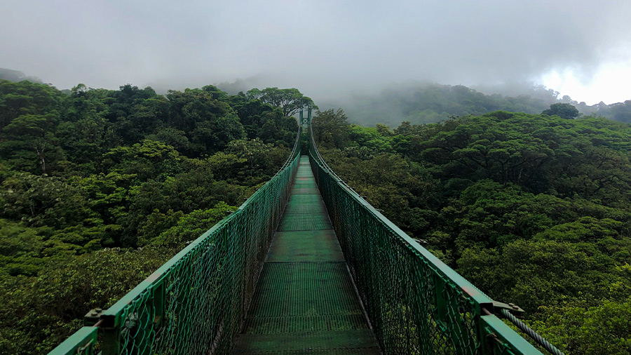 Title illustration: a suspension bridge entering a green forest.
