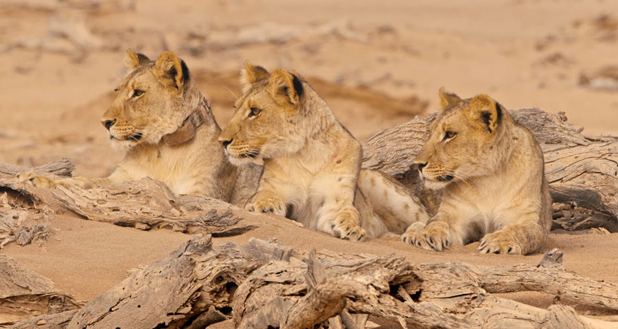 Title photo: three lions lying in the desert, heads raised in alert observation.