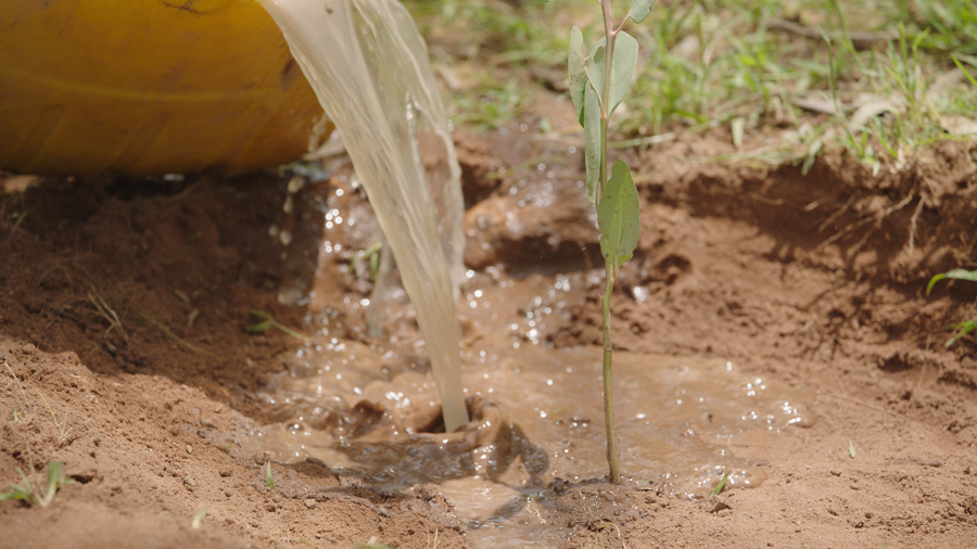 Illustration: The Great Green Wall.